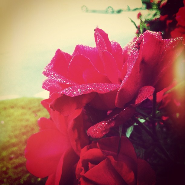 One more flower picture