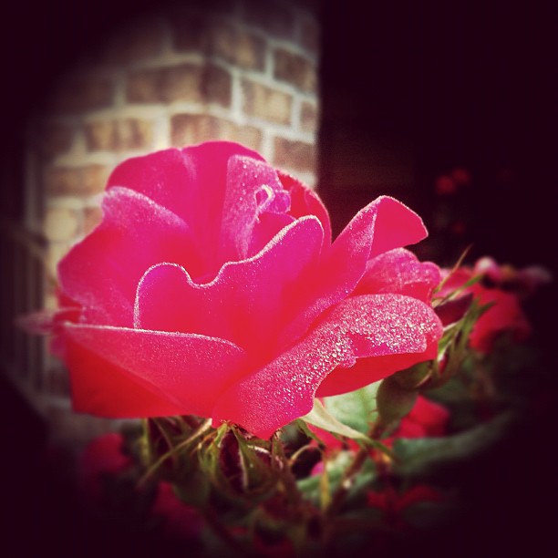 Early morning dew