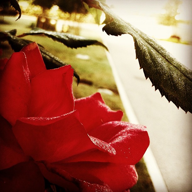 I wish there was an @instagram for smells.